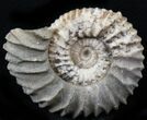 Pavlovia Ammonite Fossil - Siberia #29729-1